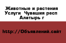 Животные и растения Услуги. Чувашия респ.,Алатырь г.